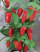 Seishin GD-902 PAPRIKA Chili - 迷你辣椒盆栽