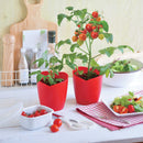 Seishin GD-546 Heartomato Set "心型"蕃茄果實  心型蕃茄盆栽