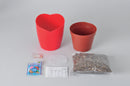 Seishin GD-546 Heartomato Set "心型"蕃茄果實  心型蕃茄盆栽