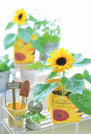 Seishin Floral Container Smile Sunflower 太陽花盆栽 (GD-434)