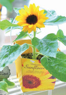 Seishin Floral Container Smile Sunflower 太陽花盆栽 (GD-434)