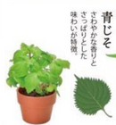 Green Capsule Herbs 種植膠囊 藥味 GD-926