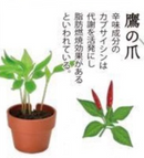 Green Capsule Herbs 種植膠囊 藥味 GD-926