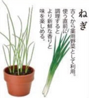 Green Capsule Herbs 種植膠囊 藥味 GD-926