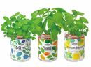 Seishin (GD-863) Green Pet Herb 小盆栽