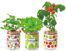 Seishin (GD-863) Green Pet Herb 小盆栽