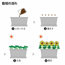 Seishin Enjoy Plants Flower 自家種植‧園藝家 GD-932