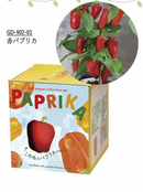 Seishin GD-902 PAPRIKA Chili - 迷你辣椒盆栽