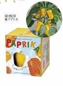 Seishin GD-902 PAPRIKA Chili - 迷你辣椒盆栽