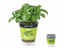 Seishin Fresh Herb (GD363) 自動吸水小盆栽