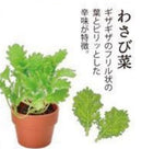 Green Capsule Herbs 種植膠囊 藥味 GD-926