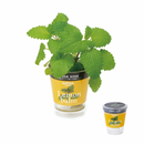 Seishin Fresh Herb (GD363) 自動吸水小盆栽