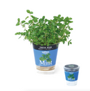 Seishin Fresh Herb (GD363) 自動吸水小盆栽