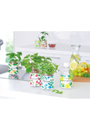 Seishin (GD-863) Green Pet Herb 小盆栽