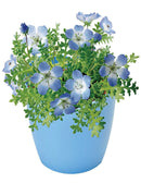 Sky Blue Flower - Nemophila | 天空の花 - 粉蝶花