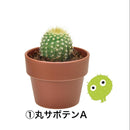 Seishin Green Capsule  種植膠囊 仙人掌