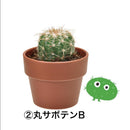 Seishin Green Capsule  種植膠囊 仙人掌