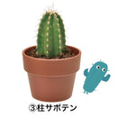 Seishin Green Capsule  種植膠囊 仙人掌