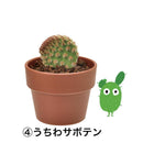 Seishin Green Capsule  種植膠囊 仙人掌