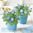 Sky Blue Flower - Nemophila | 天空の花 - 粉蝶花