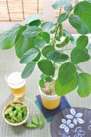 Seishin GD-592 Edamame 盆栽 - 枝豆