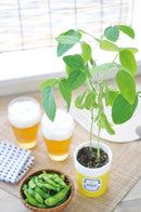 Seishin GD-592 Edamame 盆栽 - 枝豆
