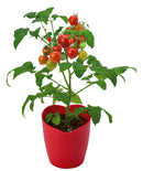 Seishin GD-546 Heartomato Set "心型"蕃茄果實  心型蕃茄盆栽