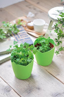 Seishin GD-592 Four-Leaf Clover 四葉草盒子