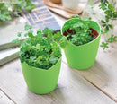 Seishin GD-592 Four-Leaf Clover 四葉草盒子