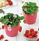 Seishin GD-796 Strawberry Bloom pink flowers - 士多啤梨盒子