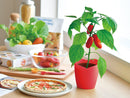 Seishin GD-902 PAPRIKA Chili - 迷你辣椒盆栽
