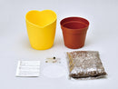 SeiShin GD-923  Happy Yellow Clover  黃色三葉草