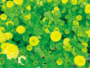 SeiShin GD-923  Happy Yellow Clover  黃色三葉草