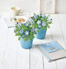 Sky Blue Flower - Nemophila | 天空の花 - 粉蝶花