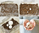 Seishin Mushroom 家庭蘑菇栽培套裝