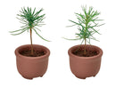 SeiShin GD-954 Growing Capsule-Bonsai Collection 種植膠囊豆盆景