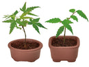 SeiShin GD-954 Growing Capsule-Bonsai Collection 種植膠囊豆盆景