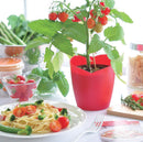 Seishin GD-546 Heartomato Set "心型"蕃茄果實  心型蕃茄盆栽