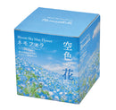 Sky Blue Flower - Nemophila | 天空の花 - 粉蝶花